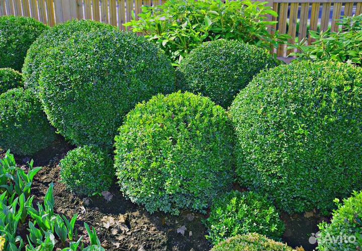 Самшит вечнозеленый