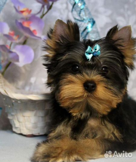 Йоркширский терьер