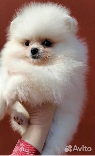 Померанский шпиц