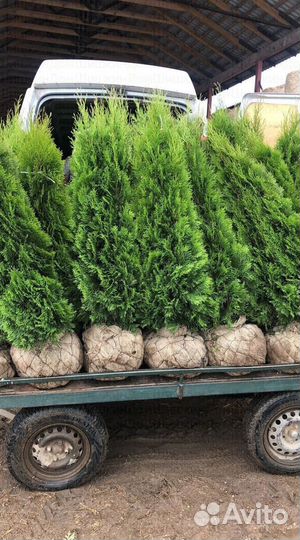 Туя Смарагд. Туи в горшках и в комах