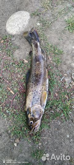 Форель речная