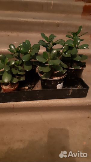 Крассула (денежное дерево)