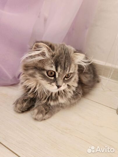 Кошка британка