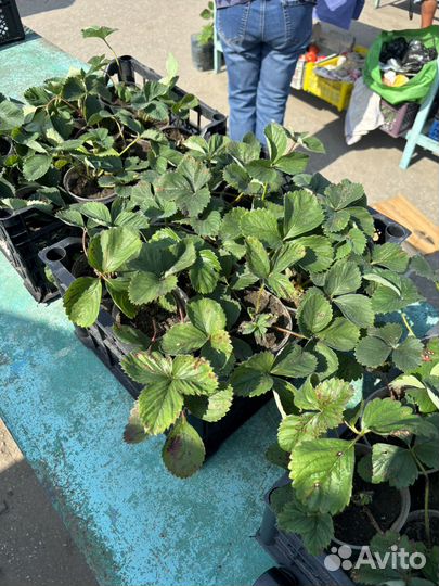 Рассада клубники