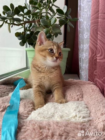 Шотландские котята
