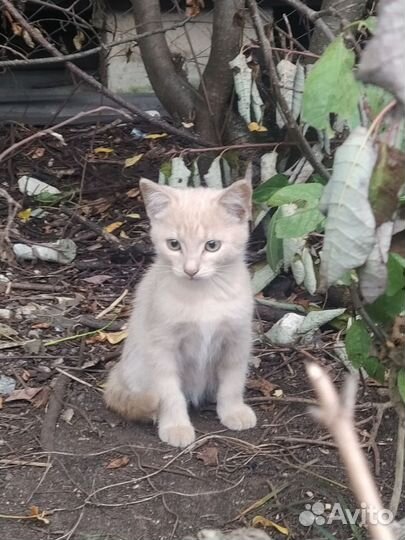 Котики в добрые руки