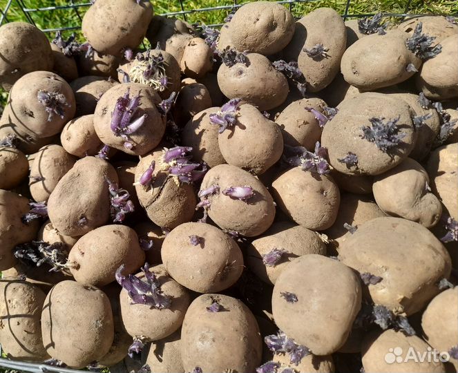 Семенной картофель