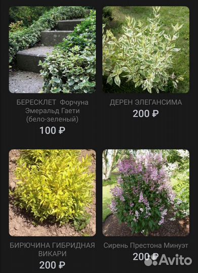 Цветы И кустарники для сада