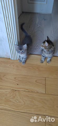 Котята мальчик сибирский и девочка норвежская объявление продам