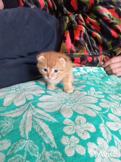 Вислоухие котята