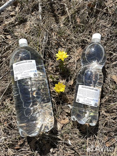 Березовый сок