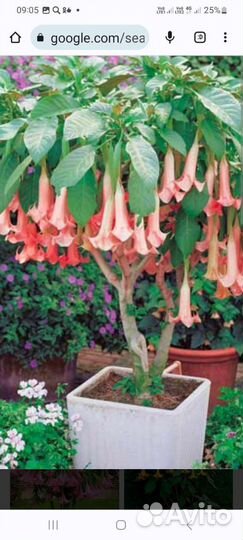Бругмансия(трубы Ангела)