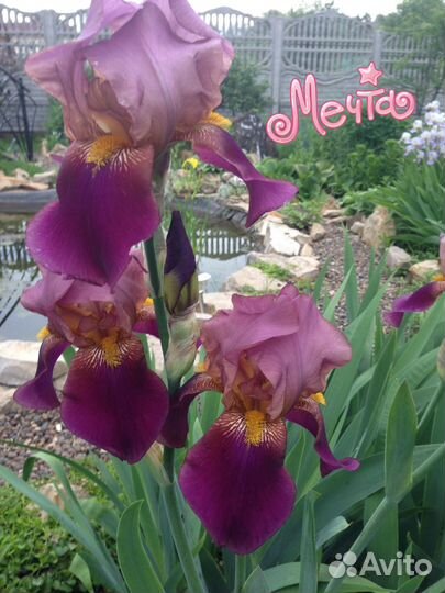 Парфюмные ирисы