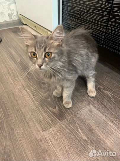 Котенок девочка