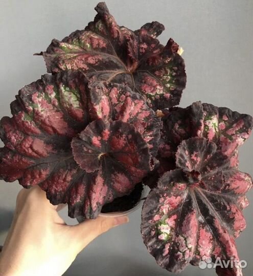 Наборы декоративно лиственных бегоний км по 5шт