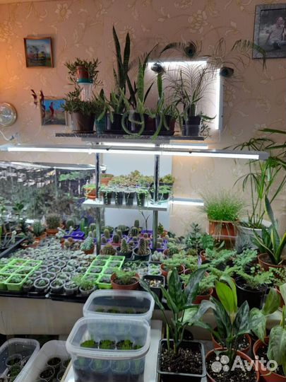 Комнатные цветы