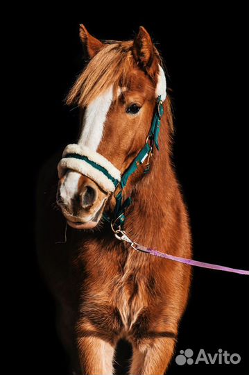 Лошадь пони класса