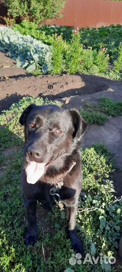 Собаки бесплатно в добрые руки щенки