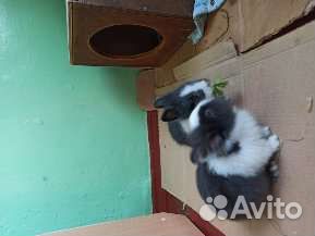 Кролики львиноголовики 3 малыша