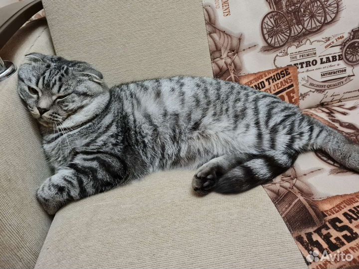 Случка кошки