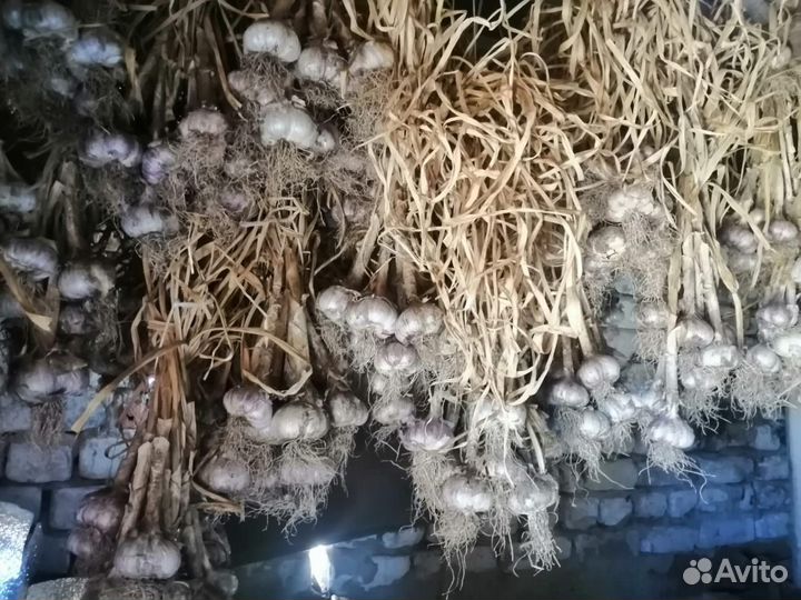 Чеснок домашний