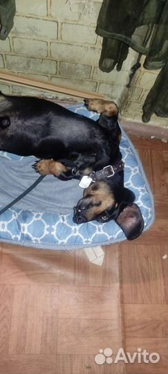 Такса бесплатно