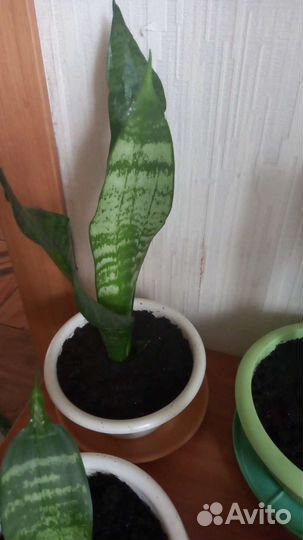 Сансевиерия