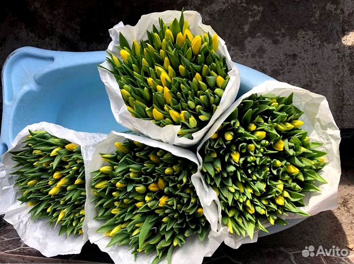 Тюльпаны оптом розовые и другие