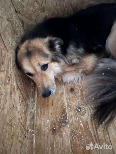 Собака из приюта ищет семью