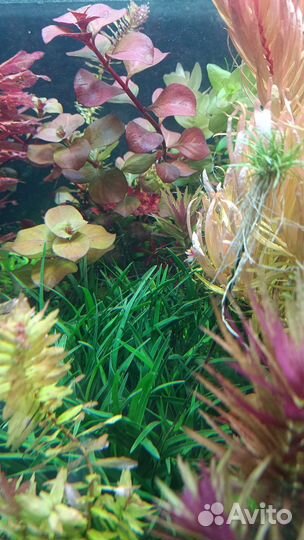 Аквариумные растения