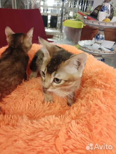 Кошка Чаузи