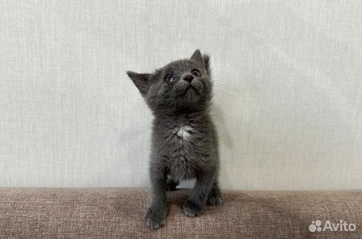 Дымчатая Ася