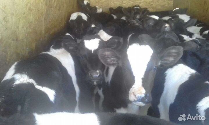 Бычки и телята