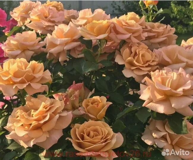 Роза Хани Дижон саженцы