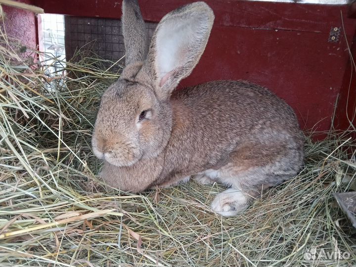 Продам кроликов, самцы