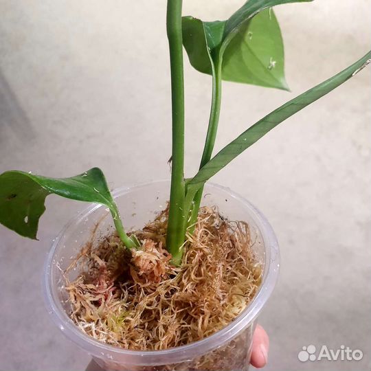 Монстера Карвинского (акумината)