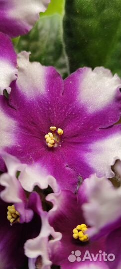 Домашние цветы