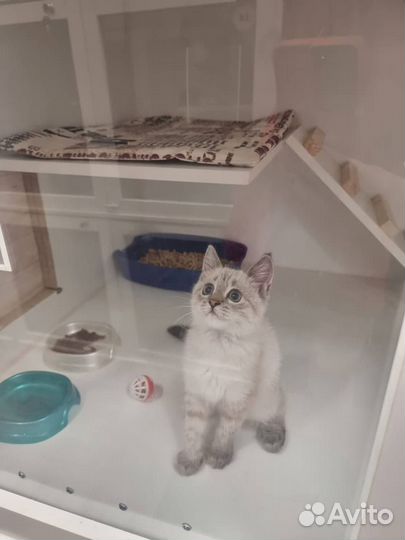 Отель гостиница для животных