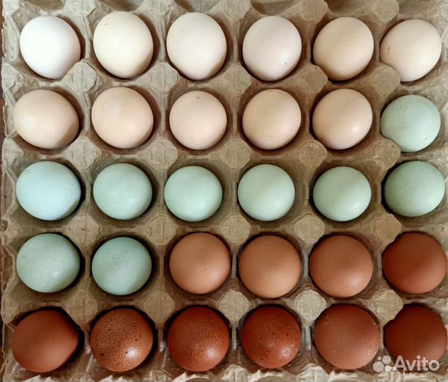 Яйца домашние куриные, перепелиные