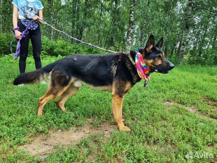 Овчарка в дар