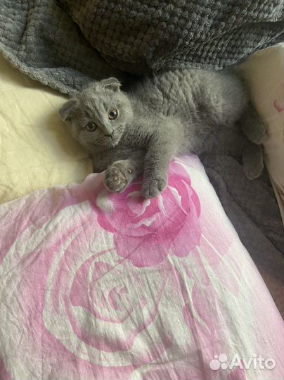 Шотландская вислоухая