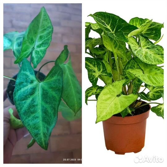 Комнатные цветы