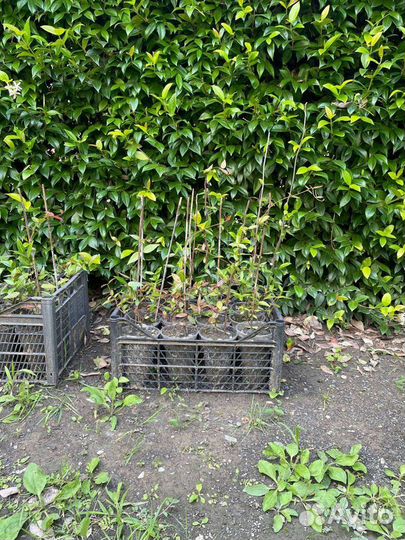 Цветы. Трахелоспермум