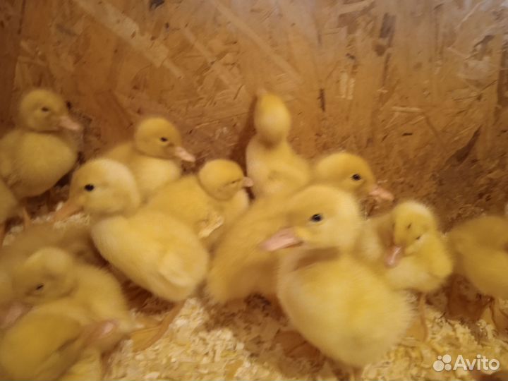 Гусята, утята