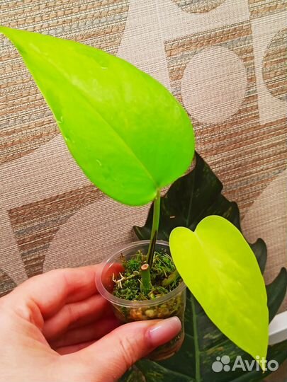 Эпипремнум & Филодендрон