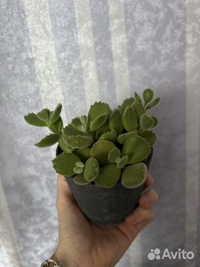 Суккуленты