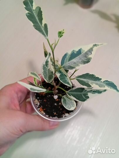 Фикус пикси