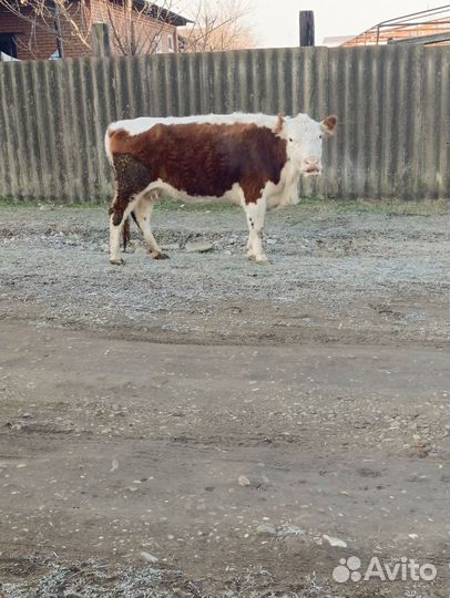 Коровы И телята