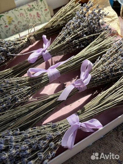 Лаванда сухоцвет