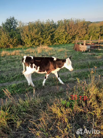 Корова дойная, тёлка